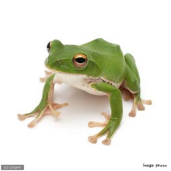 かえる かえる かえる チャーム両生類 爬虫類ブログ