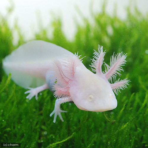 時期ハズレ チャーム両生類 爬虫類ブログ