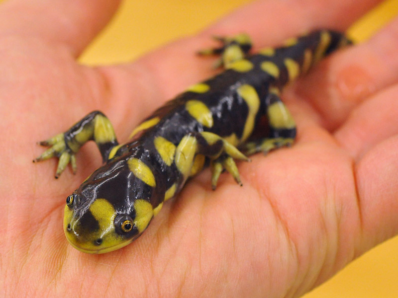 この時期飼いやすいです チャーム両生類 爬虫類ブログ