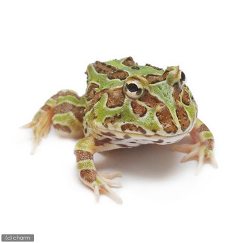 クランウェル.jpg