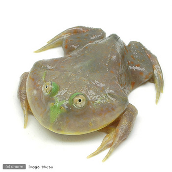 バジェット.jpg